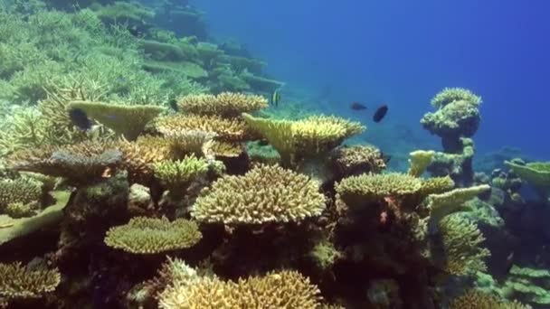 Arrecife Coral Con Corales Mesa Corales Duros Maldivas — Vídeos de Stock