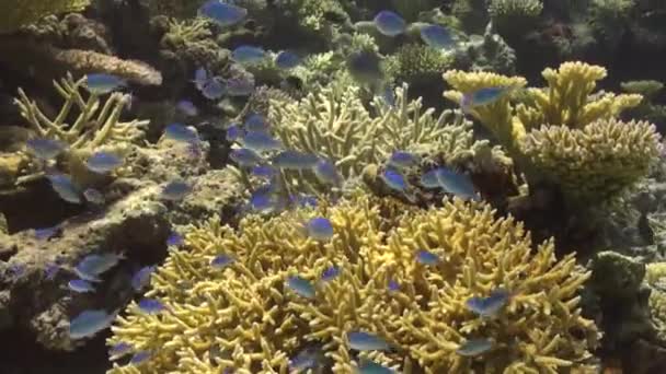 Coralli Duri Blue Neon Damigella Pesce Sulla Barriera Corallina Tropicale — Video Stock