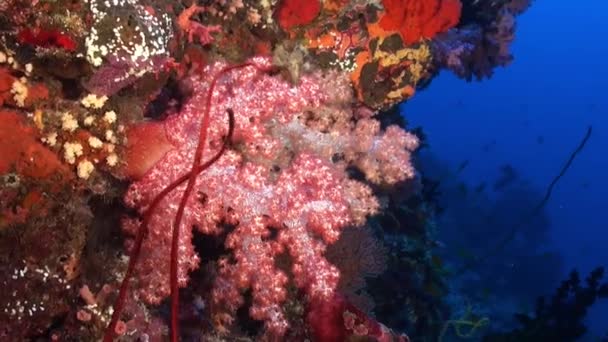 Morbidi Coralli Lungo Barriera Corallina Alla Deriva Lungo Riprese — Video Stock