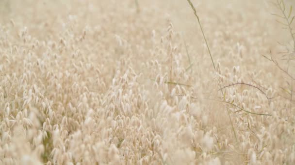 Bellissimo Campo Avena Dorata Rivelata Colpo Cursore Camion — Video Stock