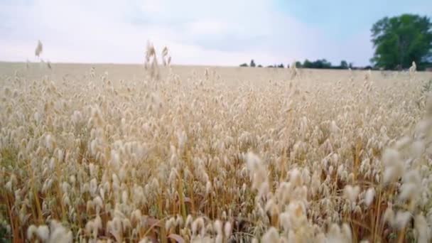 美丽的燕麦近照在明亮的户外场地上 手持拍摄 — 图库视频影像