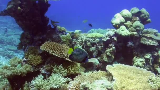 エンペラー エンペラー エンペラー ポマカンサス帝国 硬くてテーブルのサンゴでサンゴ礁を泳いでいます — ストック動画