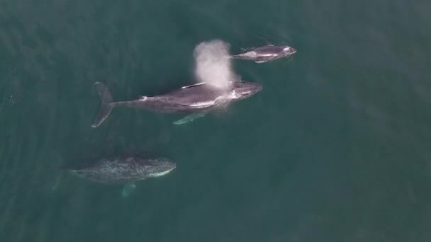 Ορεινές Φάλαινες Που Αναδύονται Και Αναπνέουν Αέρα Φάλαινες Που Κολυμπούν — Αρχείο Βίντεο