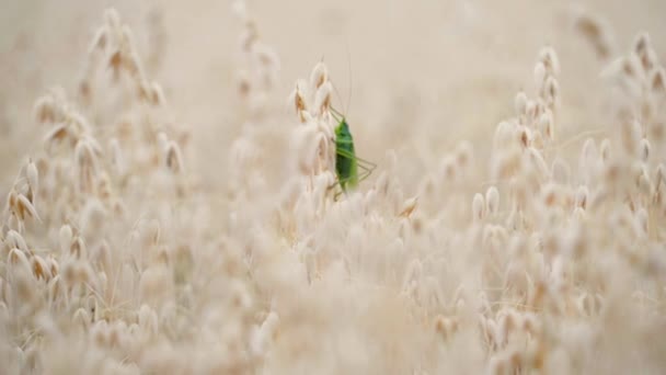 Une Sauterelle Verte Trouve Milieu Champ Avoine Sur Grain Avoine — Video