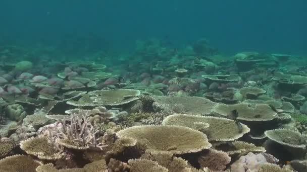 多くの大きなテーブルサンゴと赤いスナッパー魚が通り過ぎるサンゴ礁 — ストック動画