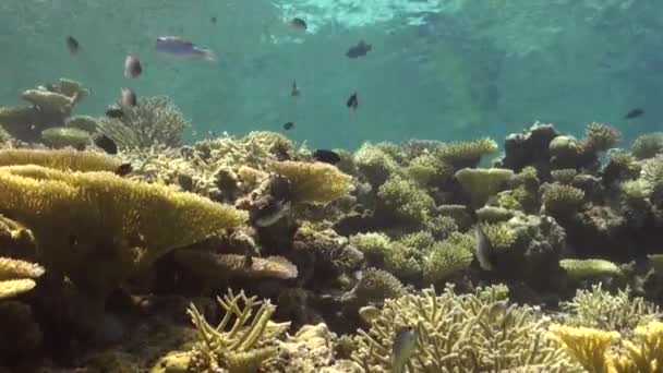 Barriera Corallina Poco Profonda Con Coralli Duri Coralli Tavola Nelle — Video Stock