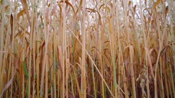 Revealing Boom Shot Stalks Oats Whole Golden Oat Field — Stock Video