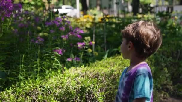 Dzieciak Plenerze Patrzy Fioletowe Fioletowe Kwiaty — Wideo stockowe