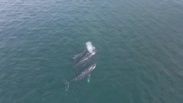 Aéreo Baleias Jubarte Surfando Respirando Blowhole Oceano — Vídeo de Stock