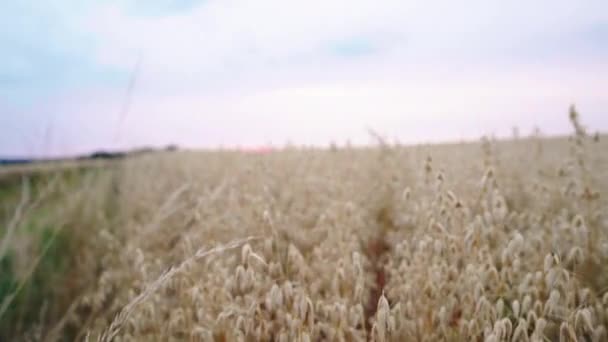 Gult Havrefält Soluppgången Boom Skott Med Fokusförskjutning Från Havre Korn — Stockvideo