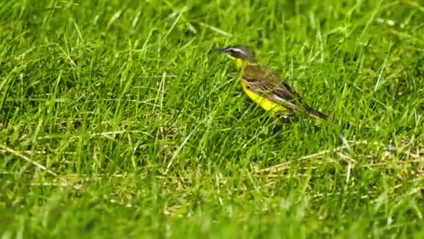 Yellow Breasted Chat Walking Grass Texel Netherlands Slow Motion Tracking — Stock Video