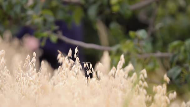 燕麦在风中缓慢地运动 后面是一个正在检查庄稼的人 — 图库视频影像