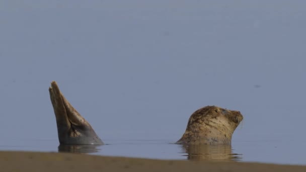 Seal Relaxed Bathing Waters Ανοικτά Sandbank Στο Texel Wadden Στην — Αρχείο Βίντεο