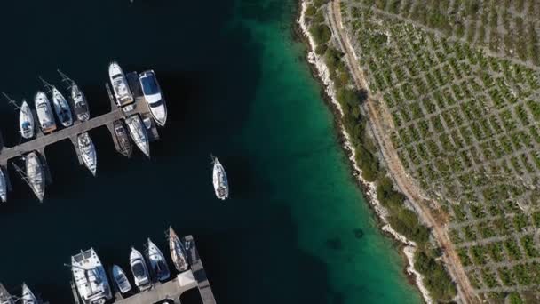 Top View Harbor Babic Vineyard Primosten Horvátország Légi Felvétel — Stock videók