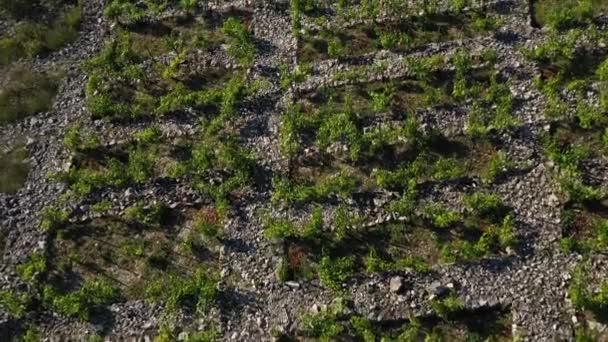 Flying Primosten Babic Vineyard Chorvatsku Letecké Drone Shot — Stock video