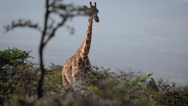 Jirafa Elegante Con Hermoso Patrón Piel Caminando Hacia Adelante Safari — Vídeos de Stock