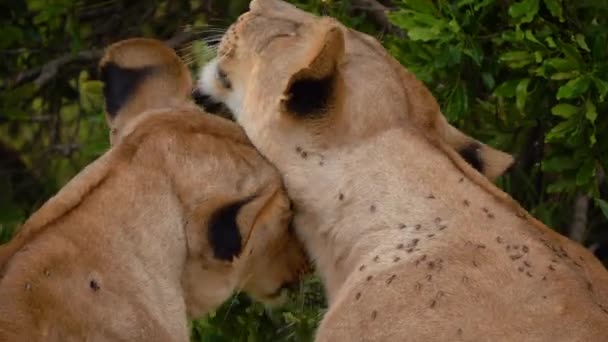 Leeuwen Verzorgen Elkaar Liefdevol Safari Afrika — Stockvideo