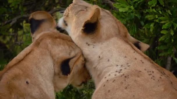 Lionesses grooming each other lovingly; safari in Africa