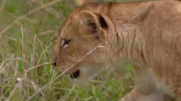 アフリカのサバンナの背の高い草の上を歩く若いライオンの赤ちゃん — ストック動画