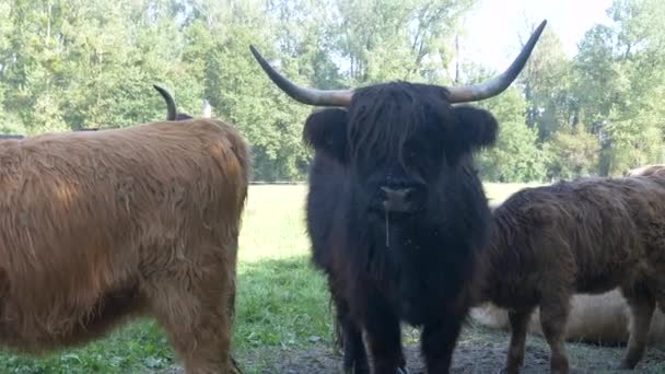 Nahaufnahme Von Schwarzen Und Braunen Hochlandkühen Mit Hörnern Die Sonnigen — Stockvideo