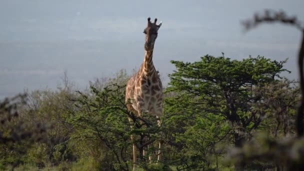Afrika Güzel Bir Zürafa Küçük Bir Ağaçtan Yemek Için Eğilir — Stok video