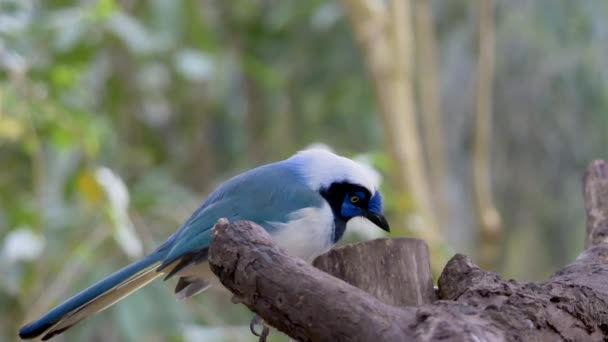 Χαριτωμένο Πράσινο Πουλί Jay Κάθεται Στο Δέντρο Των Τροπικών Τροπικών — Αρχείο Βίντεο