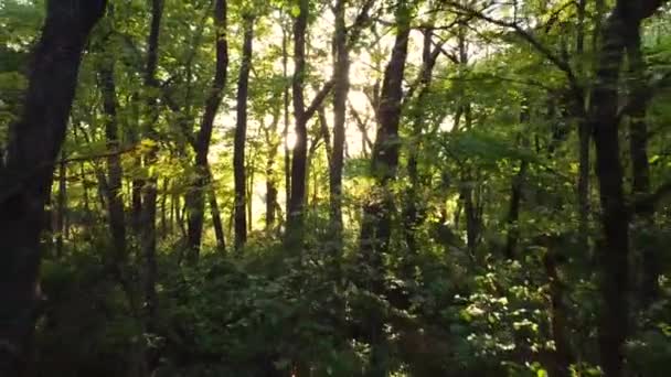 Långsamt Solsken Skogen Dra Gimbal Skott — Stockvideo