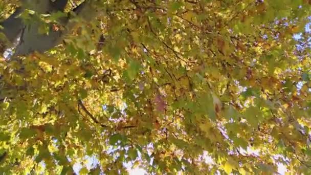 Mirando Hacia Arriba Árbol Dorado Amarillo Brillante Otoño Día Soleado — Vídeos de Stock