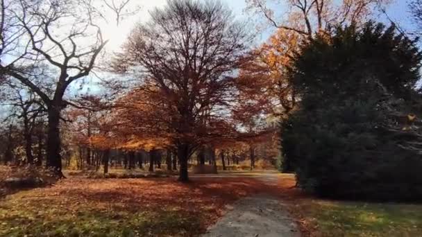 Красные Цветные Деревья Возле Пешеходной Тропы Саду Течение Осеннего Сезона — стоковое видео