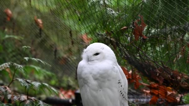 枝の上に座っている白い雪のフクロウ — ストック動画