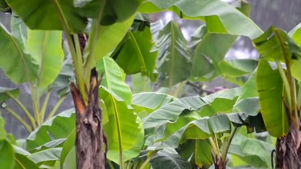 Belo Zoomed Imagens Plantação Banana Uma Fazenda Operada Pela Família — Vídeo de Stock