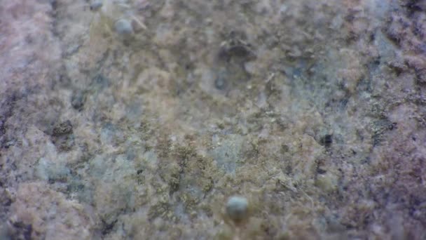 Ants Running Dirt Rock Raised Ground — Stock video