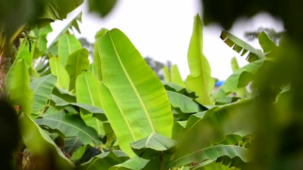 在中美洲一个种植园的香蕉棕榈树之间飞行的五彩斑斓的小鸟 哥斯达黎加的雨季为全季多雨季节 以模糊前景拍摄的本地动植物群 — 图库视频影像