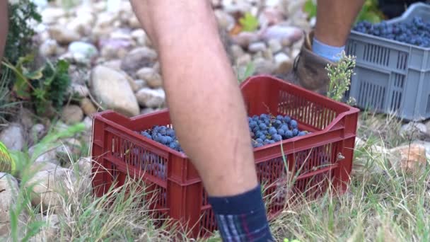 Trauben Pflücken Und Eine Kiste Für Die Weinherstellung Einsammeln Statische — Stockvideo