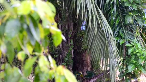 Флора Центральної Америки Захоплена Під Час Мусонного Дощу Повному Гарний — стокове відео