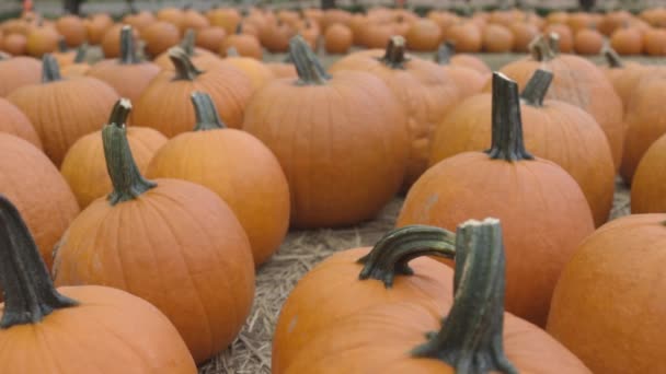 Pan Tiro Muitas Abóboras Halloween Colhidas Chão — Vídeo de Stock