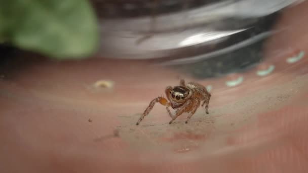 Μικροσκοπική Χαριτωμένη Αράχνη Που Χοροπηδάει Παρακολούθηση Μακροεντολών — Αρχείο Βίντεο