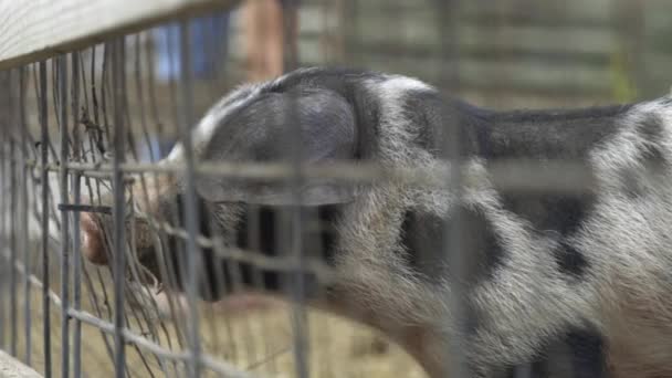 Schwarz Weißes Ferkel Blickt Durch Zaun Zeitlupe — Stockvideo