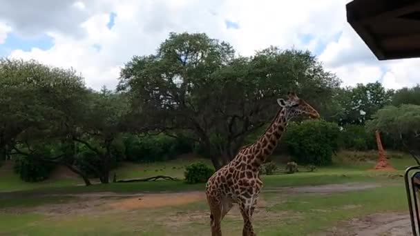 Grande Girafe Sur Safari Africain — Video