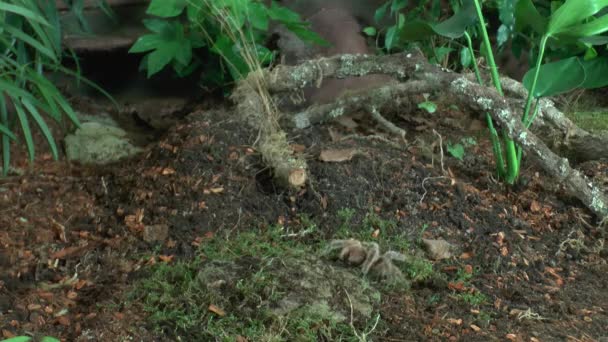 Elölnézet Séta Tarantula — Stock videók