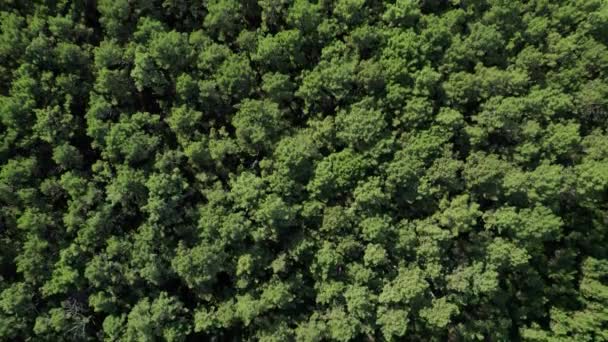 Luchtfoto Naar Beneden Dicht Opeengepakt Weelderige Groene Bomen Dik Bos — Stockvideo