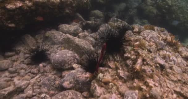 Seeigel Und Bunte Meeresfische Schwimmen Unter Dem Meer Unterwasser — Stockvideo