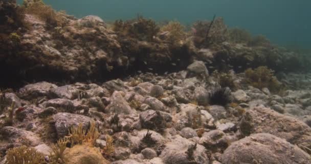 View Reef Caribbean Sea Corals Sea Urchins Reef Fishes John — Stock video