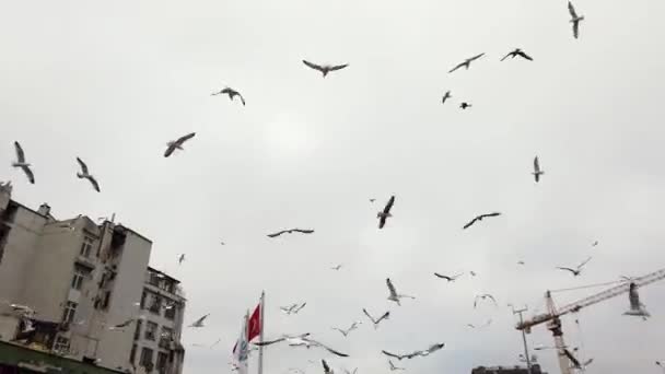 Plenty Flying Seagulls Trying Get Food Cloudy Sky — Stock Video