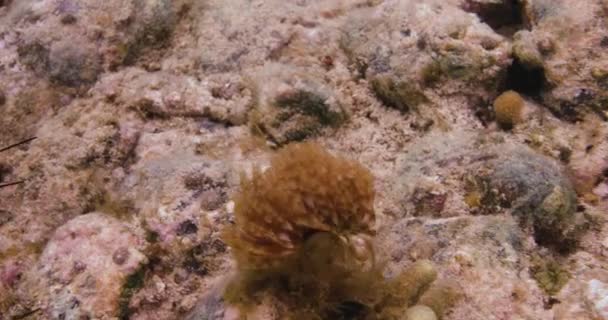 Anemon Morski Kołyszący Się Pod Morzem Karaibskim Wyspa Świętego Jana — Wideo stockowe
