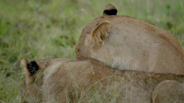 雌ライオンは抱き合って横になり 歯を食いしばってあくびをする — ストック動画