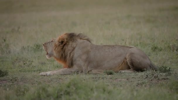 Muž lev leží na zemi řvoucí brzy ráno; africký savana