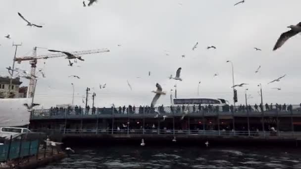 Paesaggio Caotico Gabbiani Porto Vicino Ponte Galata Istanbul — Video Stock