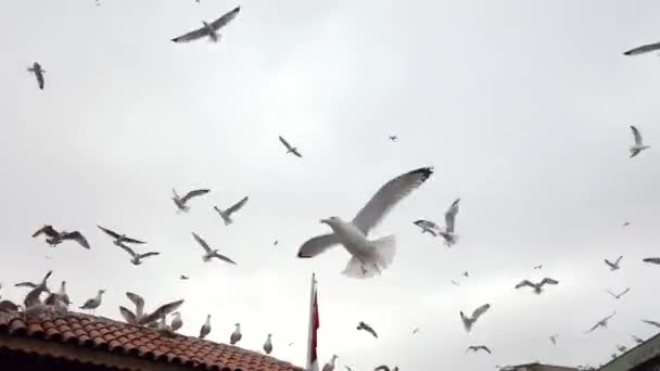 Wandelende Vrouw Haven Van Istanbul Naast Vele Vliegende Meeuwen — Stockvideo