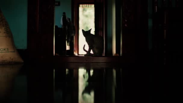 子猫が座ってドアを歩いて自宅のインテリアシーン 低Pov — ストック動画